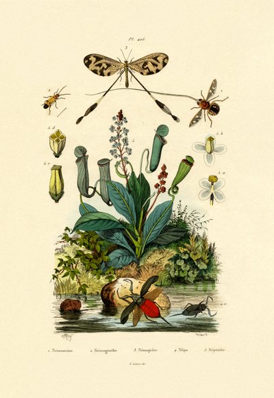 螺纹翼的Antlion，1833-39 作者 French School